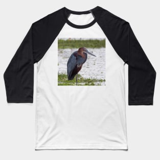 Goliath Heron Baseball T-Shirt